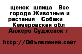 щенок  шпица - Все города Животные и растения » Собаки   . Кемеровская обл.,Анжеро-Судженск г.